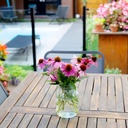 echinacea-seeds-purple-coneflower-seeds--4.jpg
