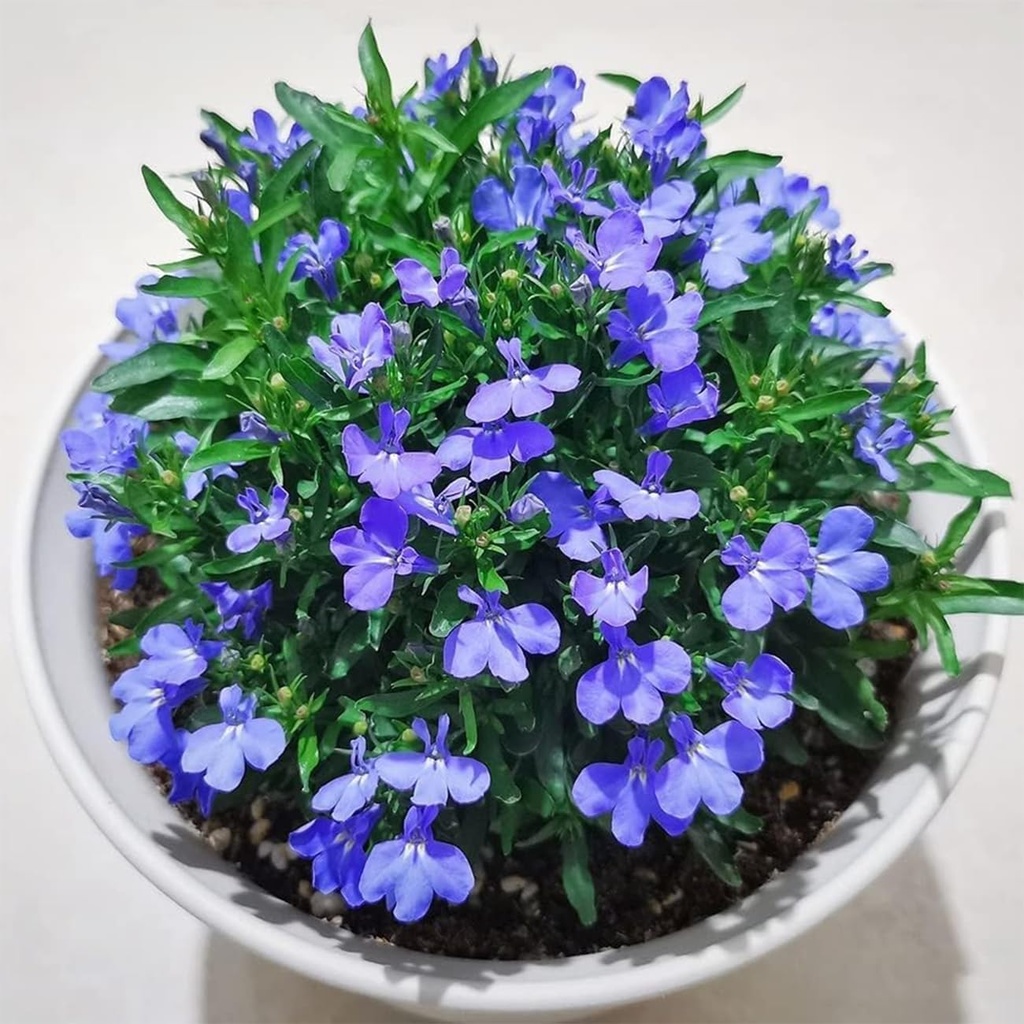 20000-magic-blue-creeping-thyme-seeds-fo-3.jpg