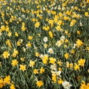 50 Mixed Daffodil Bulbs – Naturalizing Narcissus Variety Pack – Bulk of Spring-Blooming Flowers – Deer Resistant & Cold Hardy – Easy Fall Planting - Plant in Gardens, Borders & Beds - Willard & May